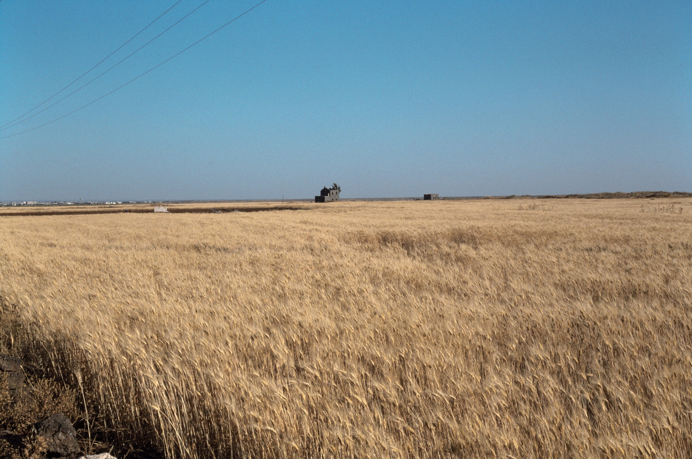 Ripening wheat field on the Raqqa plains