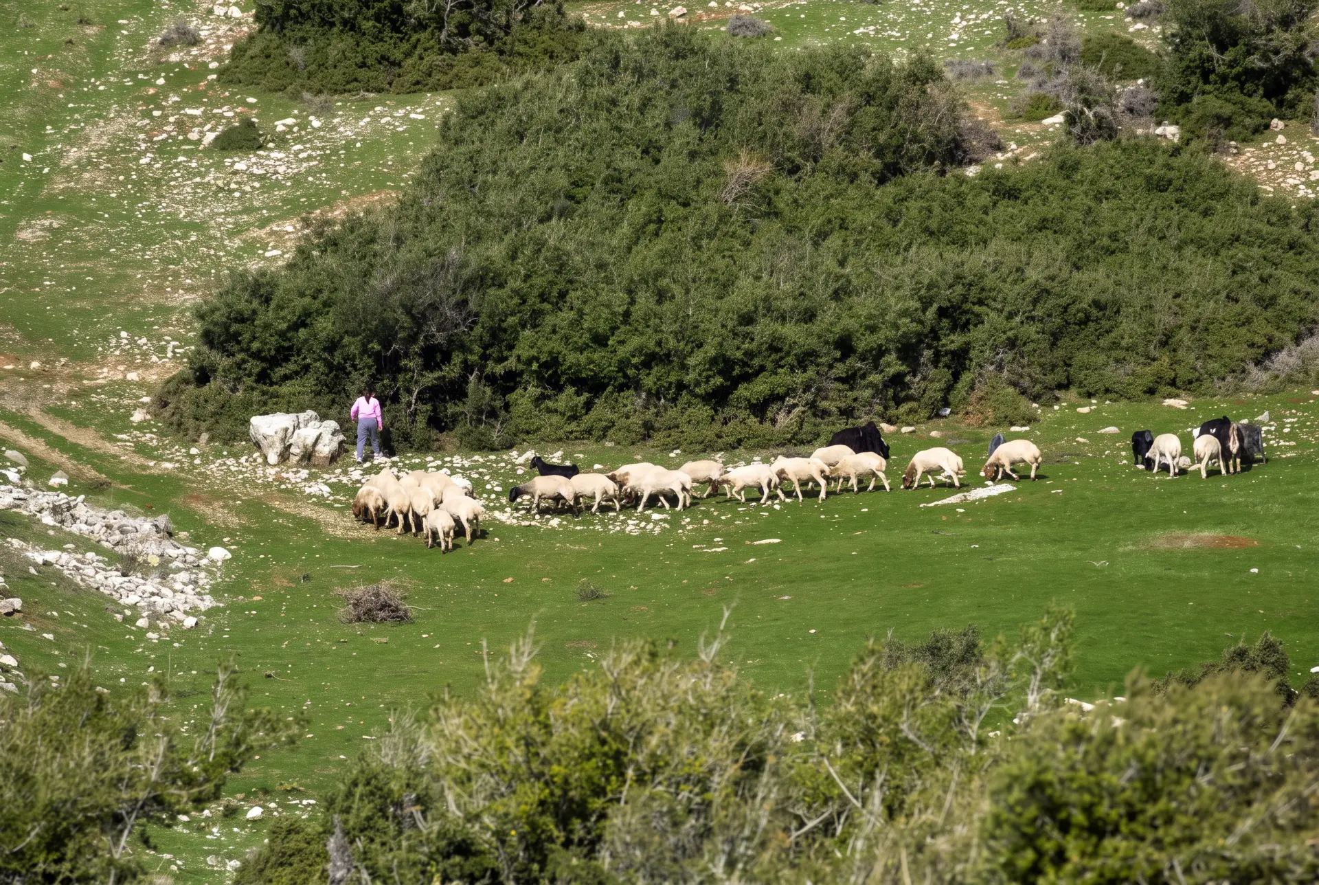 Herder with a mixed goat herd grazing beside the Euphrates