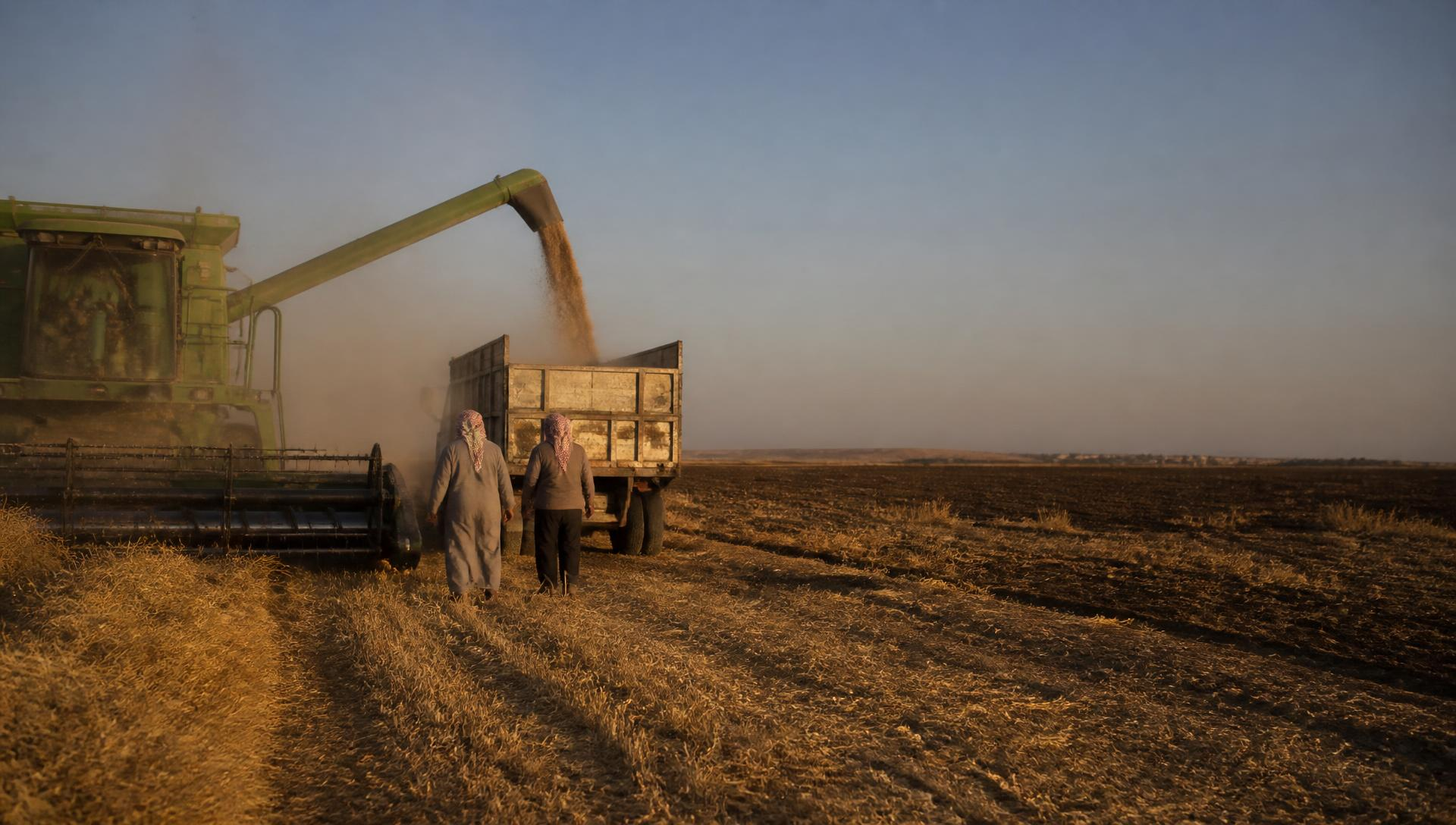 Grain being handled and stored after harvest