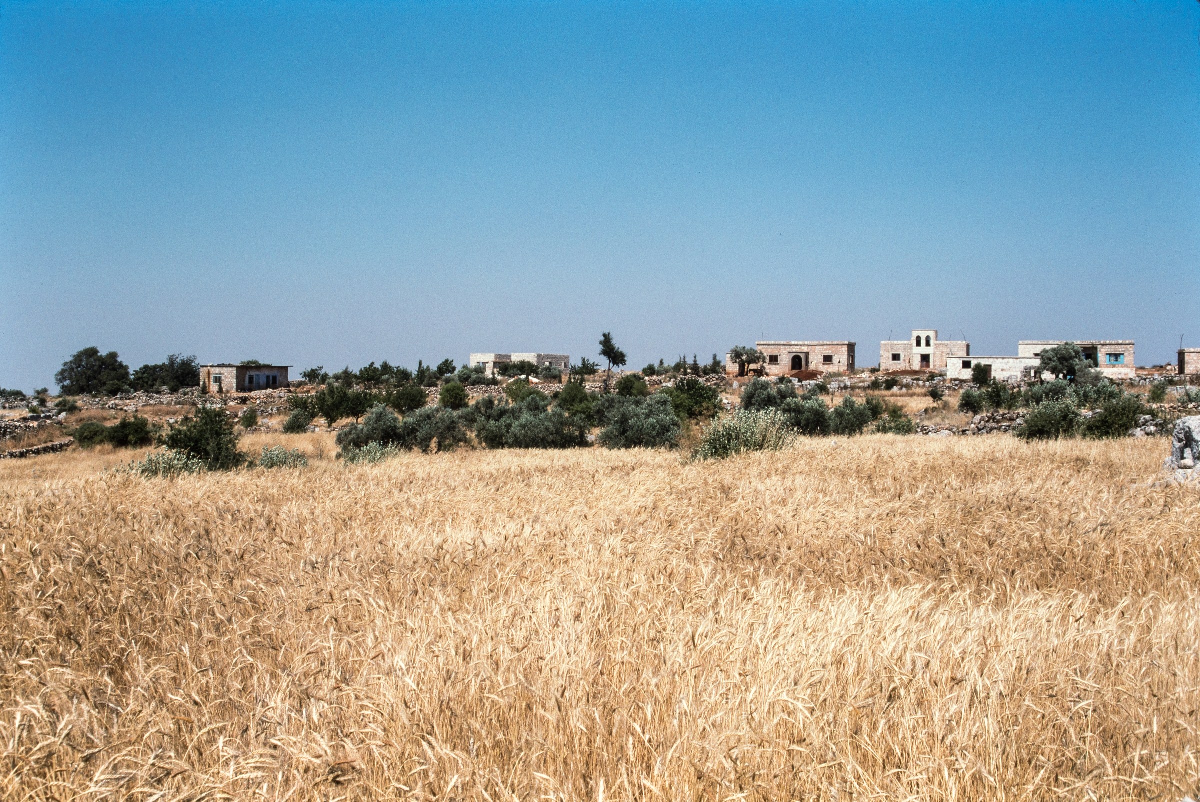 Farmland and village houses beside ripening wheat in the Euphrates plains