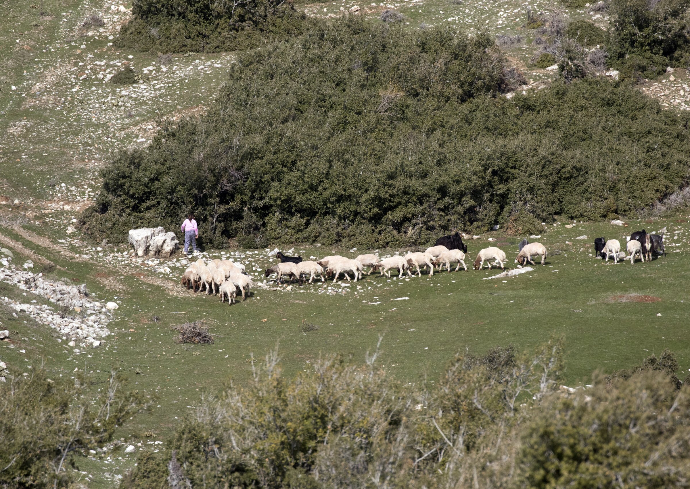 Awassi sheep grazing with their herder